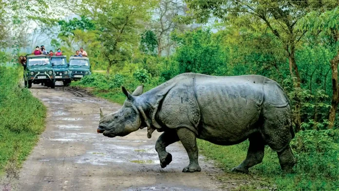 rhino, kaziranga national park, assam